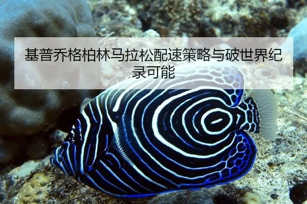 ji-pu-qiao-ge-bo-lin-ma-la-song-pei-su-ce-lve-yu-po-shi-jie-ji-lu-ke-neng-3-278.jpg